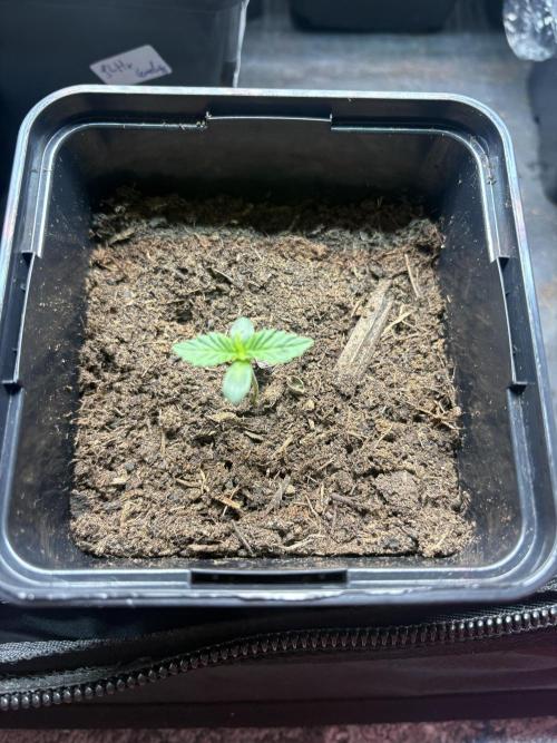 Lemon Cherry Royale – Grow Log. Week 0
