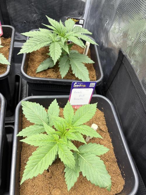 Brake Dust Dreams, Break Pad Breath Grow. Week 2