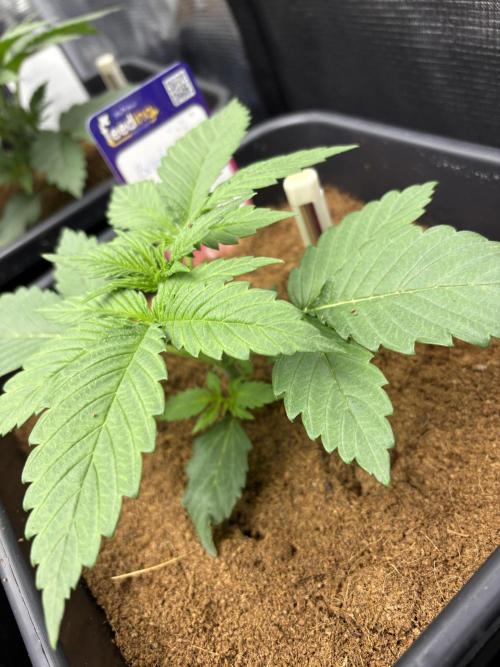 Brake Dust Dreams, Break Pad Breath Grow. Week 2