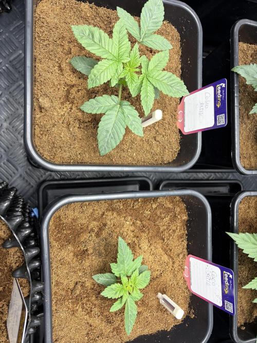 Milk & Terps – Coco Milk Diary. Week 2