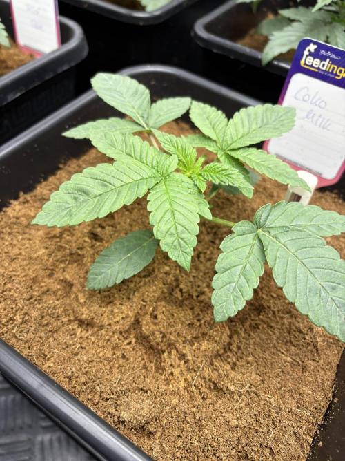 Milk & Terps – Coco Milk Diary. Week 2
