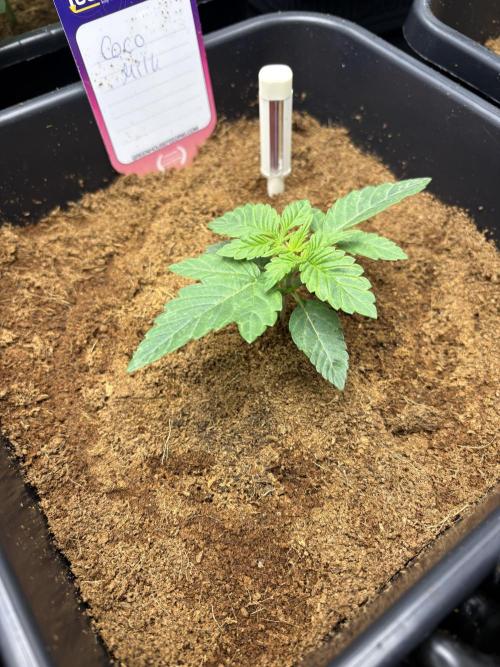 Milk & Terps – Coco Milk Diary. Week 2
