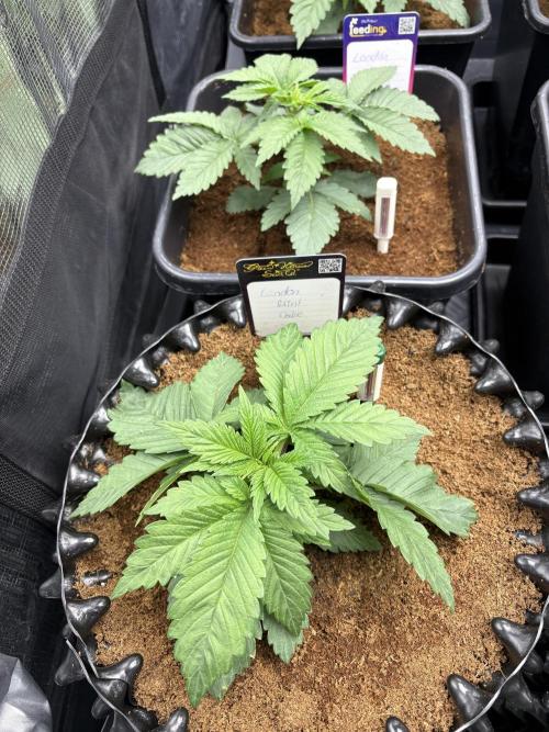 London Mint Cycle. Week 2