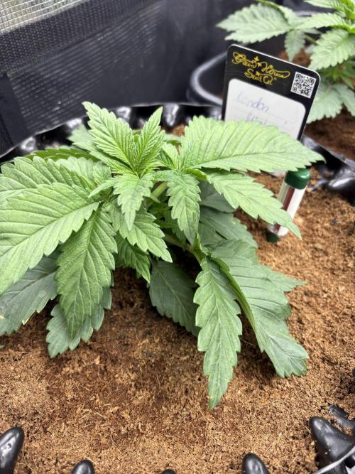 London Mint Cycle. Week 2