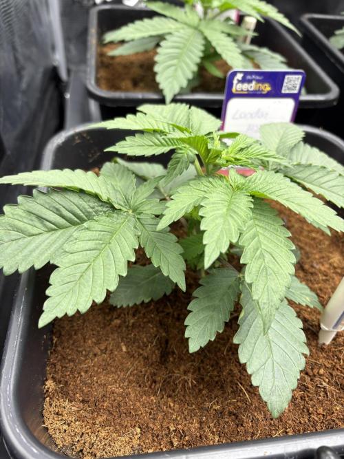 London Mint Cycle. Week 2