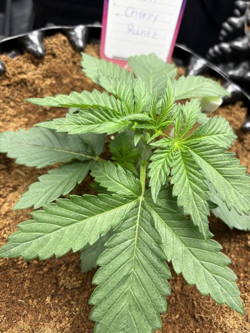 Lemon Cherry Royale – Grow Log. Week 2