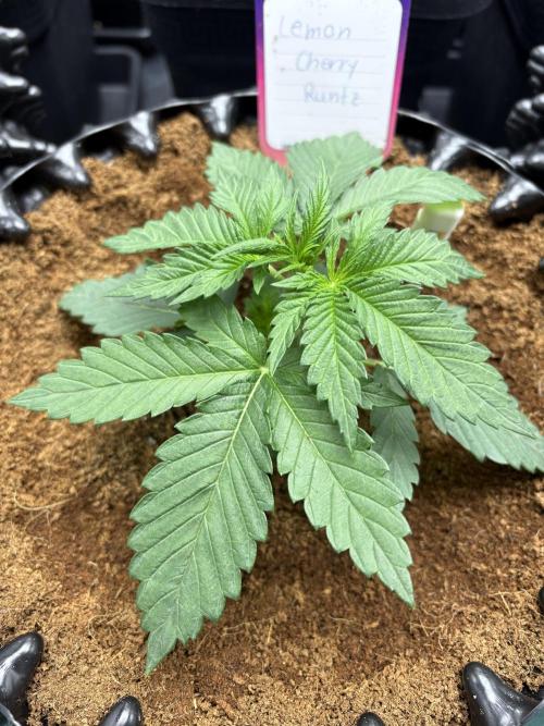 Lemon Cherry Royale – Grow Log. Week 2