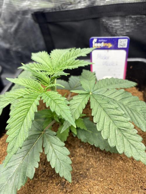 Masterpiece from Start to Harvest. Week 2