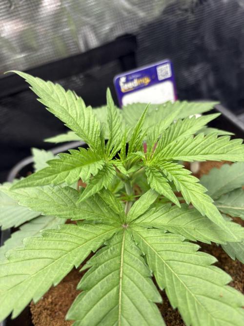 Masterpiece from Start to Harvest. Week 2