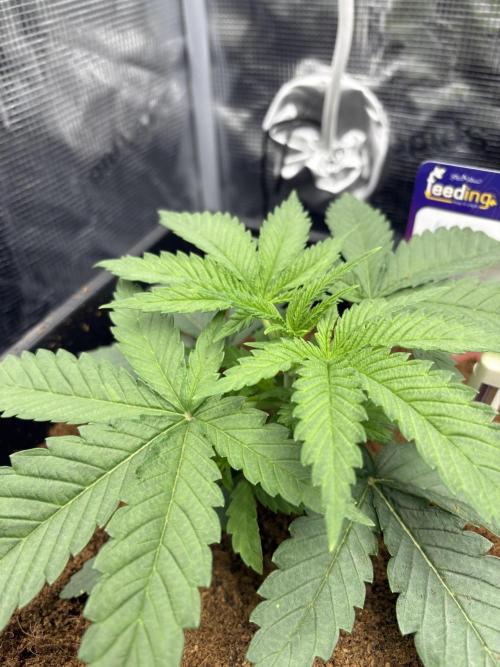 Masterpiece from Start to Harvest. Week 2