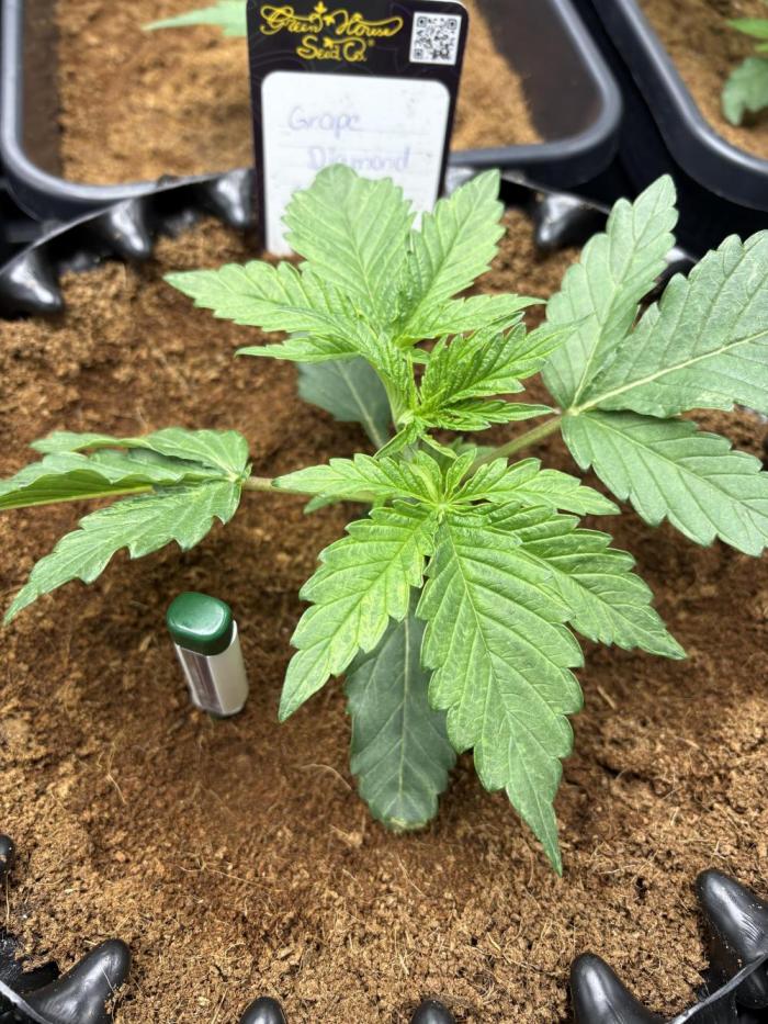 Grape Diamonds x Grandpas Cookies #6. Week 2