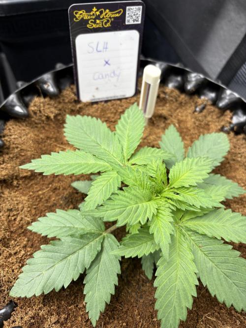 Electric Candy Haze – Grow Diary. Week 2