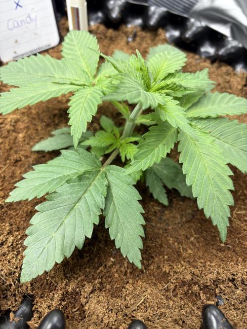 Electric Candy Haze – Grow Diary. Week 2