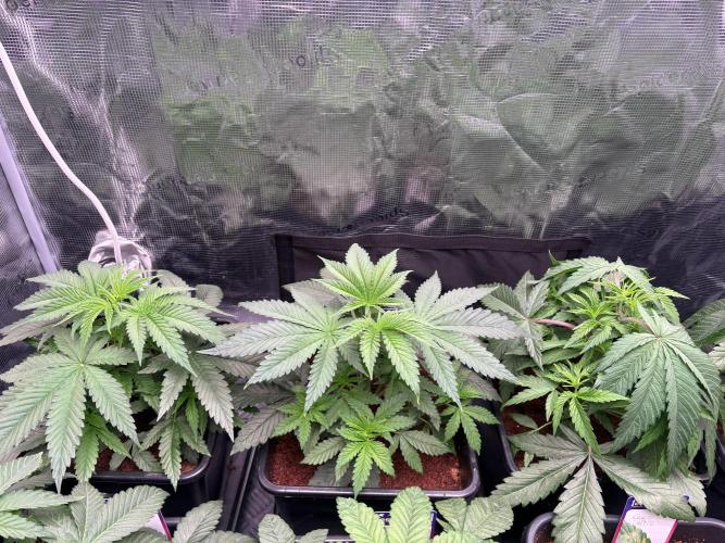 Masterpiece from Start to Harvest. Week 3