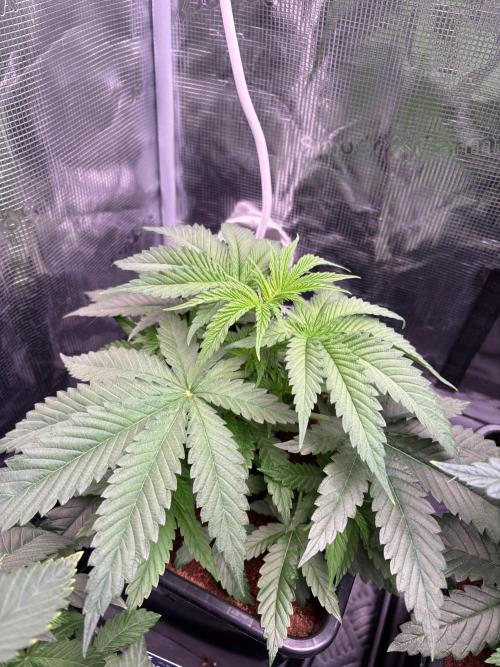 Masterpiece from Start to Harvest. Week 3