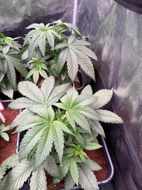 Brake Dust Dreams, Break Pad Breath Grow. Week 3