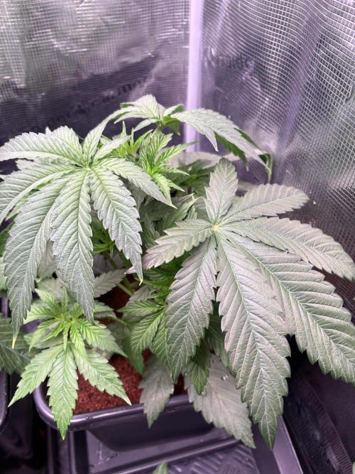 Brake Dust Dreams, Break Pad Breath Grow. Week 3