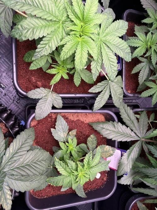 Milk & Terps – Coco Milk Diary. Week 3