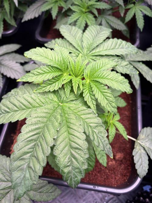 Milk & Terps – Coco Milk Diary. Week 3