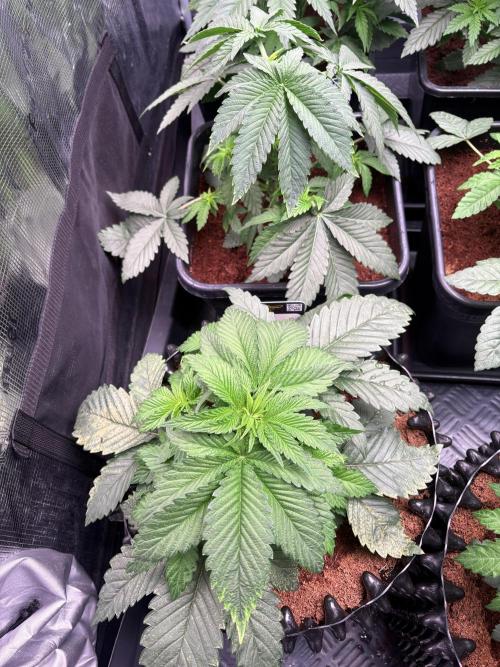 London Mint Cycle. Week 3