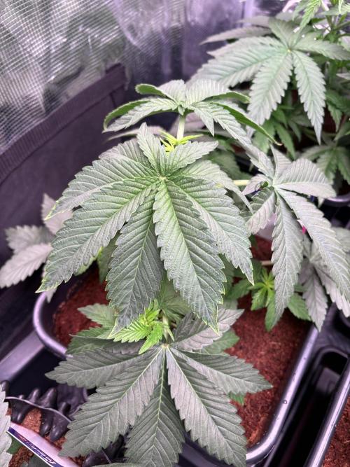 London Mint Cycle. Week 3