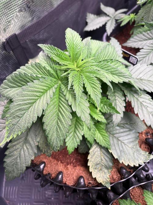 London Mint Cycle. Week 3