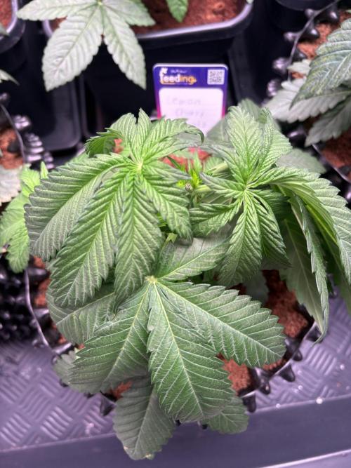 Lemon Cherry Royale – Grow Log. Week 3