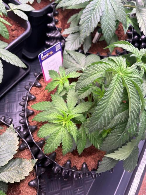 Lemon Cherry Royale – Grow Log. Week 3