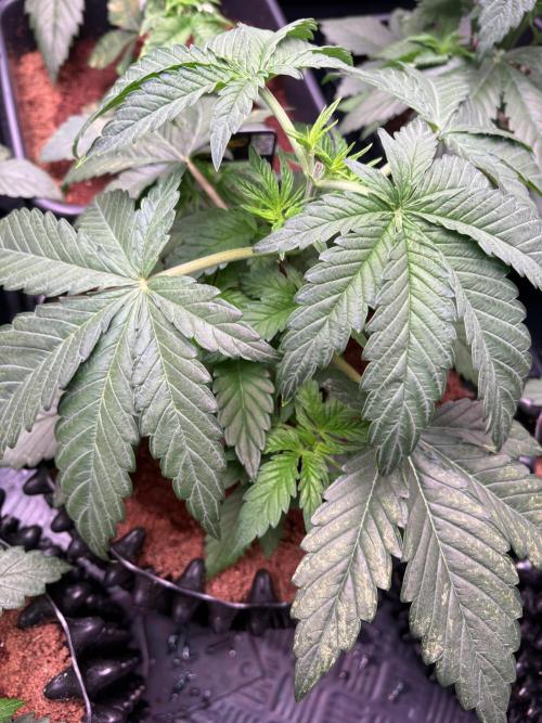 Grape Diamonds x Grandpas Cookies #6. Week 3