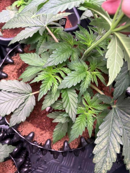 Grape Diamonds x Grandpas Cookies #6. Week 3