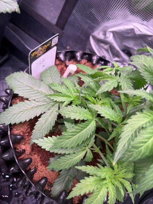 Electric Candy Haze – Grow Diary. Week 3