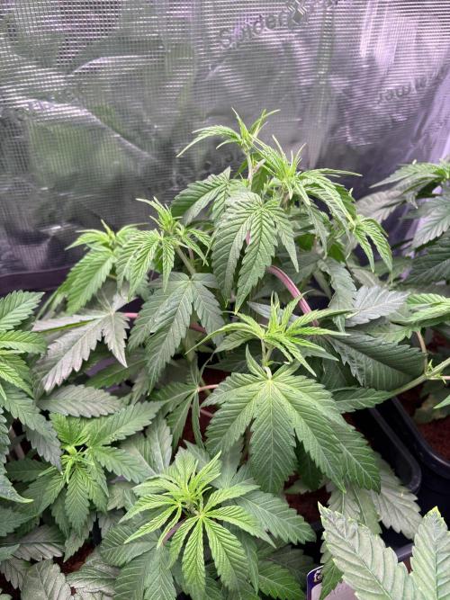 Masterpiece from Start to Harvest. Week 4