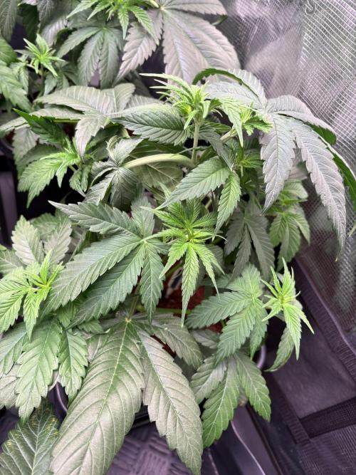 Brake Dust Dreams, Break Pad Breath Grow. Week 4