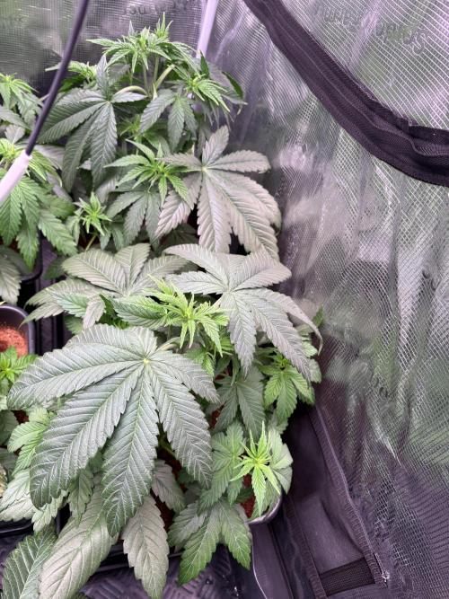 Brake Dust Dreams, Break Pad Breath Grow. Week 4