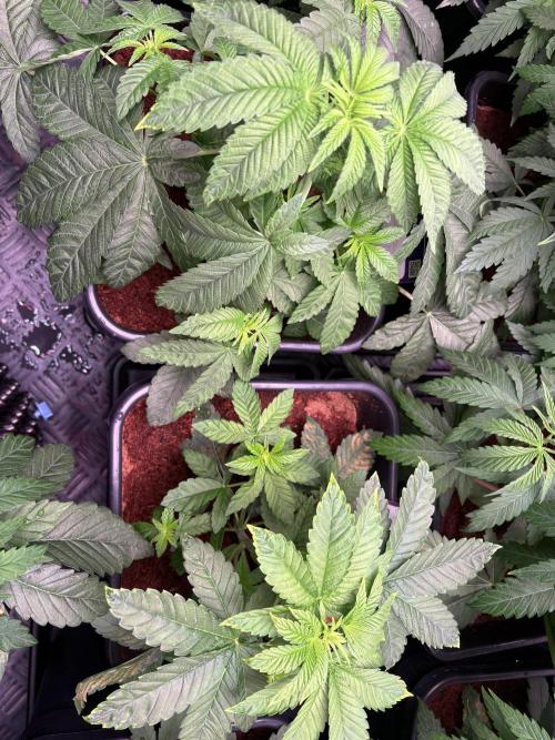 Milk & Terps – Coco Milk Diary. Week 4