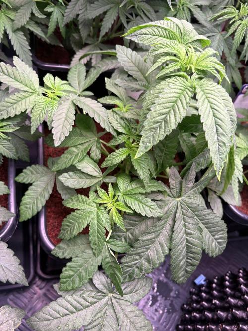 Milk & Terps – Coco Milk Diary. Week 4