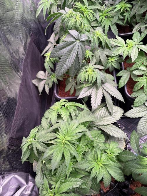 London Mint Cycle. Week 4