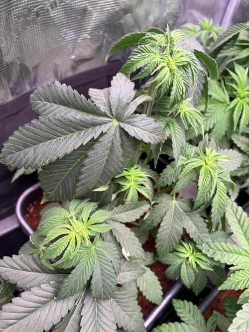 London Mint Cycle. Week 4