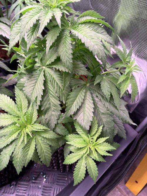 Electric Candy Haze – Grow Diary. Week 4