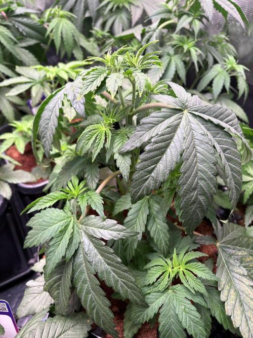 Grape Diamonds x Grandpas Cookies #6. Week 4