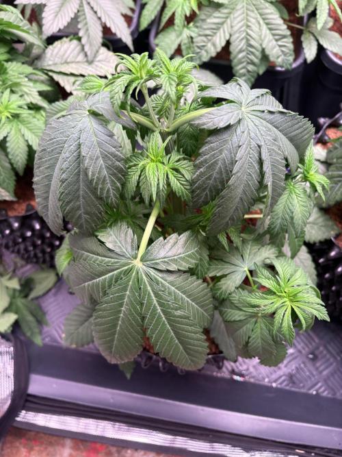 Lemon Cherry Royale – Grow Log. Week 4