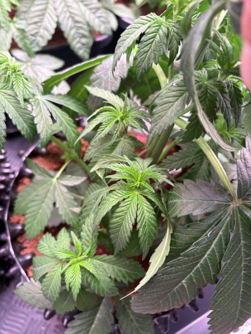 Lemon Cherry Royale – Grow Log. Week 4