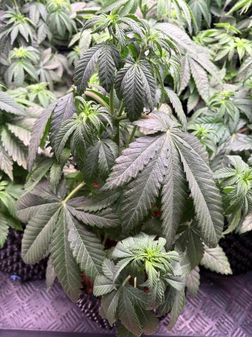 Lemon Cherry Royale – Grow Log. Week 5