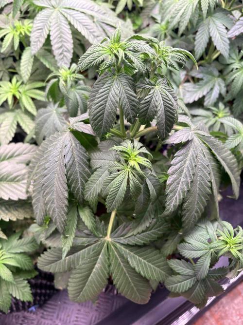 Lemon Cherry Royale – Grow Log. Week 5