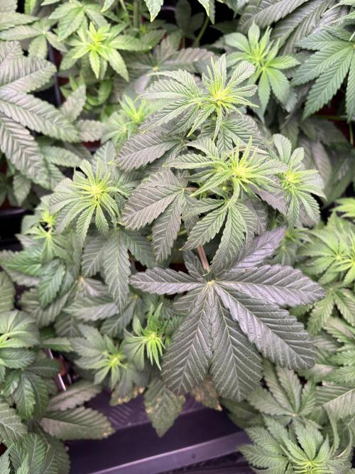 Grape Diamonds x Grandpas Cookies #6. Week 5