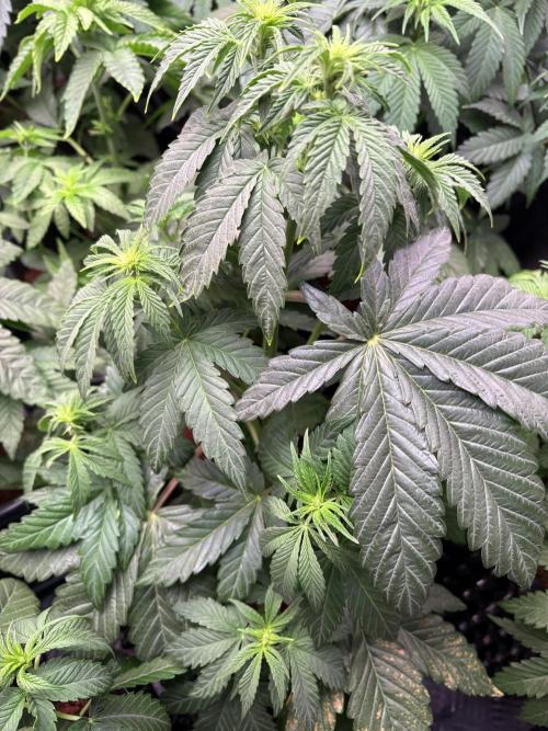 Grape Diamonds x Grandpas Cookies #6. Week 5