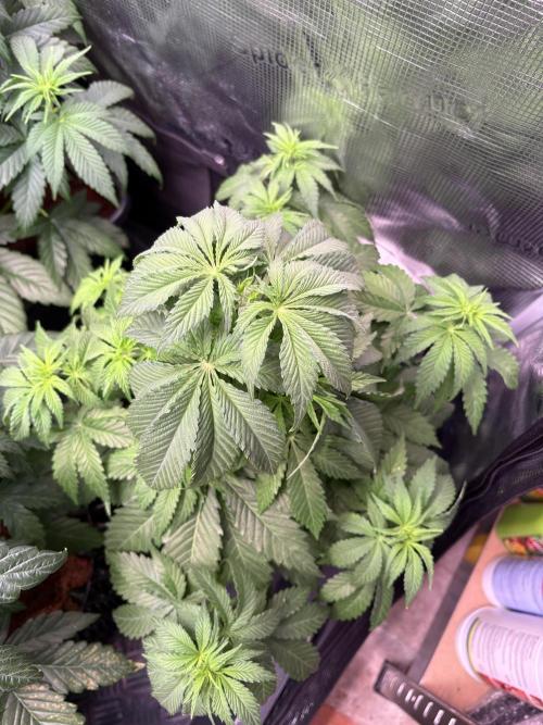 Electric Candy Haze – Grow Diary. Week 5