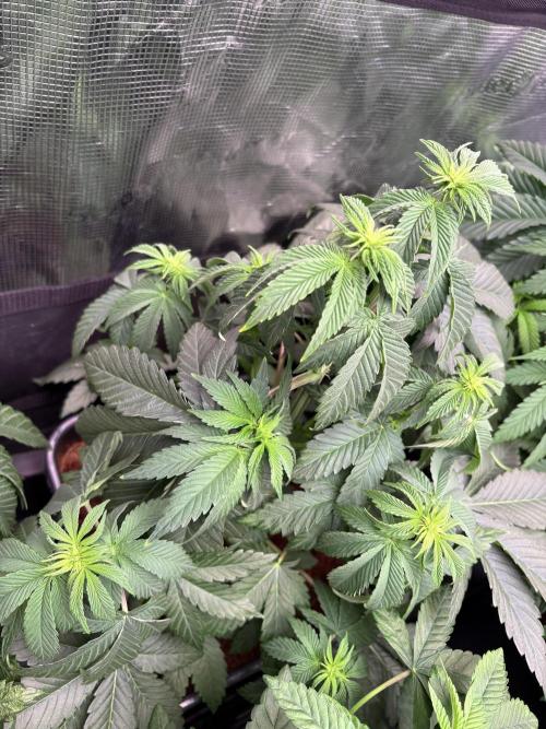 London Mint Cycle. Week 5