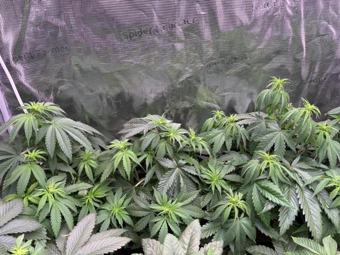 Masterpiece from Start to Harvest. Week 6