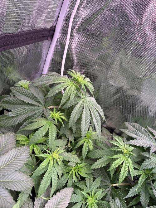 Masterpiece from Start to Harvest. Week 6